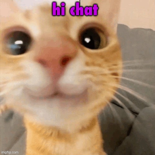 anything happen while i was gone? | hi chat | image tagged in kitty | made w/ Imgflip meme maker