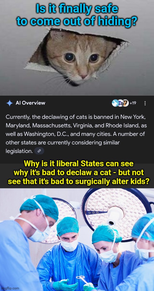 Is it finally safe to come out of hiding? Why is it liberal States can see why it's bad to declaw a cat - but not see that it's bad to surgically alter kids? | image tagged in memes,ceiling cat,surgeon | made w/ Imgflip meme maker