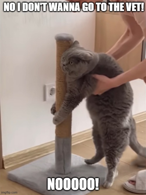 NO I DON'T WANNA GO TO THE VET! NOOOOO! | made w/ Imgflip meme maker