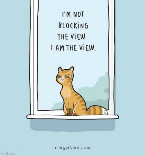 “Don’t call me a narcissist!”… | image tagged in cats,comics/cartoons,i am the view,mirror | made w/ Imgflip meme maker