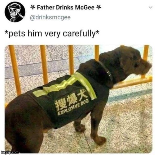 DoggOOOOOOOOO! | image tagged in dog,pets,explosion,carefully he's a hero | made w/ Imgflip meme maker