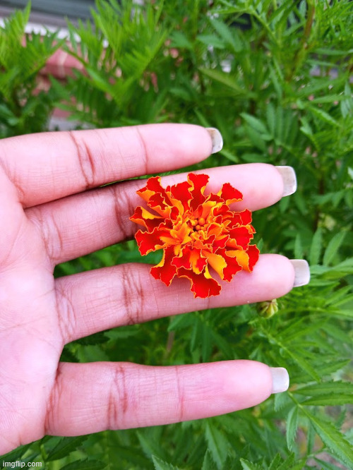 marigold | made w/ Imgflip meme maker