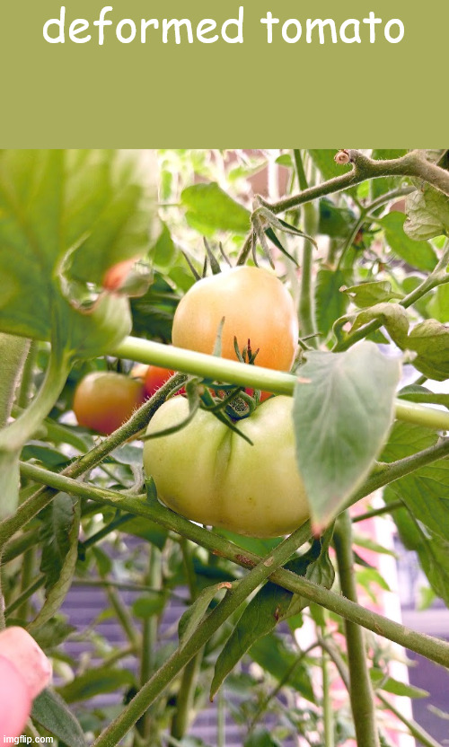 deformed tomato | made w/ Imgflip meme maker