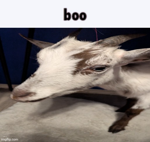 Lulu jumpscare | image tagged in goat | made w/ Imgflip meme maker