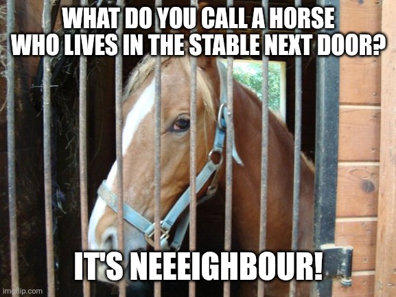 Horse in stable | WHAT DO YOU CALL A HORSE WHO LIVES IN THE STABLE NEXT DOOR? IT'S NEEEIGHBOUR! | image tagged in horse in stable,memes,funny memes | made w/ Imgflip meme maker