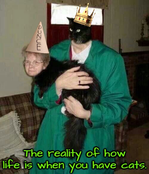 The Reality | The reality of how life is when you have cats. | image tagged in cats,funny cats,reality,we are intellectually superior in every way,superior royalty,owned | made w/ Imgflip meme maker