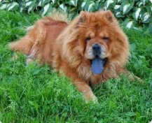 ficou Chow Chow da ligua azul Blank Meme Template