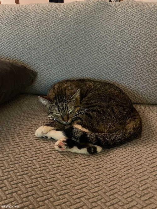 Kitty | made w/ Imgflip meme maker