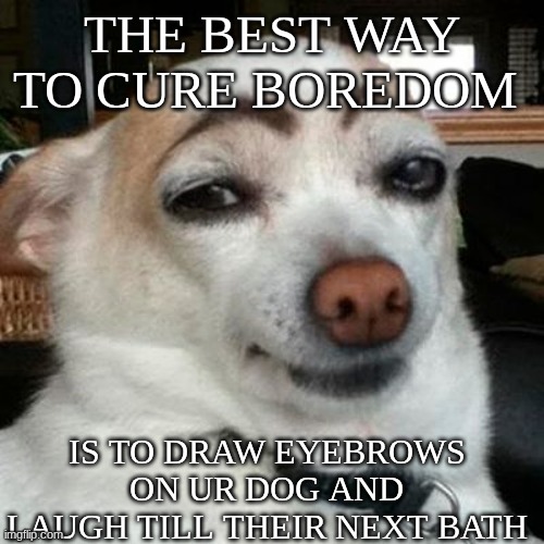 Dog With Eyebrows | THE BEST WAY TO CURE BOREDOM; IS TO DRAW EYEBROWS ON UR DOG AND LAUGH TILL THEIR NEXT BATH | image tagged in dog with eyebrows | made w/ Imgflip meme maker