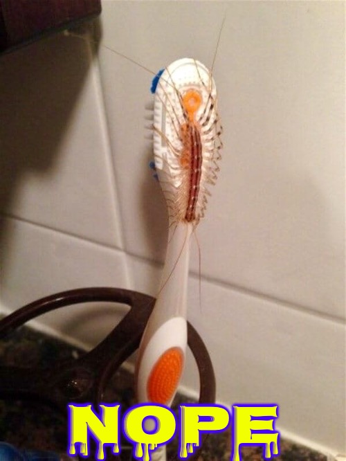 Nope | NOPE | image tagged in centipedes,nope nope nope,nope,creepy,yuck,oh hell no | made w/ Imgflip meme maker