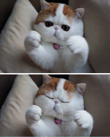I need hugs cat Blank Meme Template