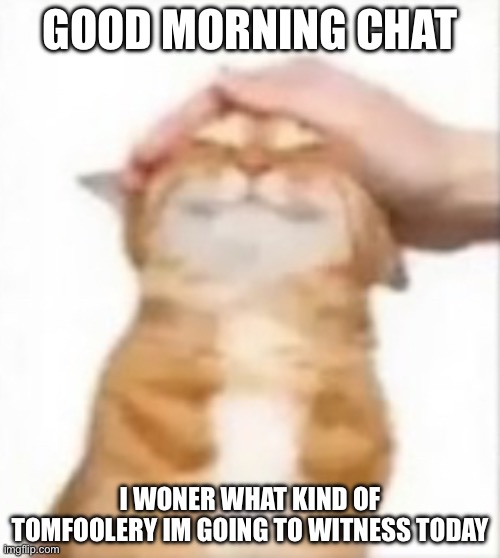 Cat being petted | GOOD MORNING CHAT; I WONER WHAT KIND OF TOMFOOLERY IM GOING TO WITNESS TODAY | image tagged in cat being petted | made w/ Imgflip meme maker