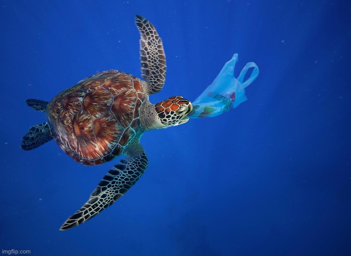 Turtle eating plastic | image tagged in turtle eating plastic | made w/ Imgflip meme maker