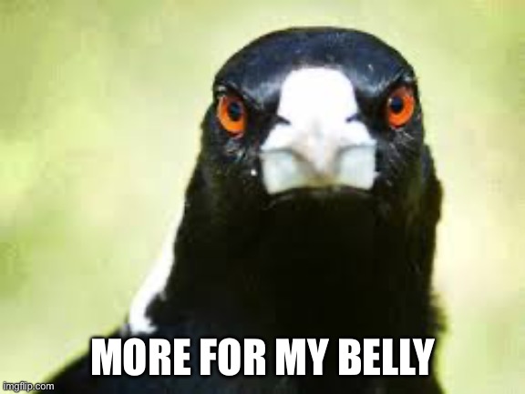 Aussie Magpie | MORE FOR MY BELLY | image tagged in aussie magpie | made w/ Imgflip meme maker