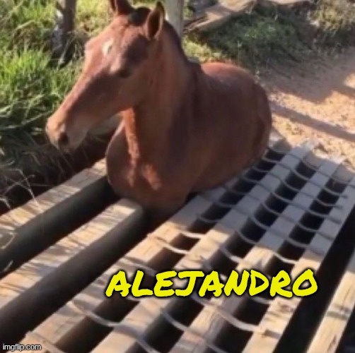 juan's twin | ALEJANDRO | image tagged in juan,horse,memes | made w/ Imgflip meme maker