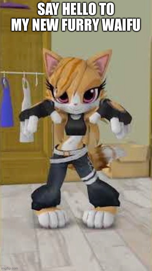 Shooki the new furry waifu | SAY HELLO TO MY NEW FURRY WAIFU | image tagged in shooki the cat,taiwan coolfox,cats,female | made w/ Imgflip meme maker