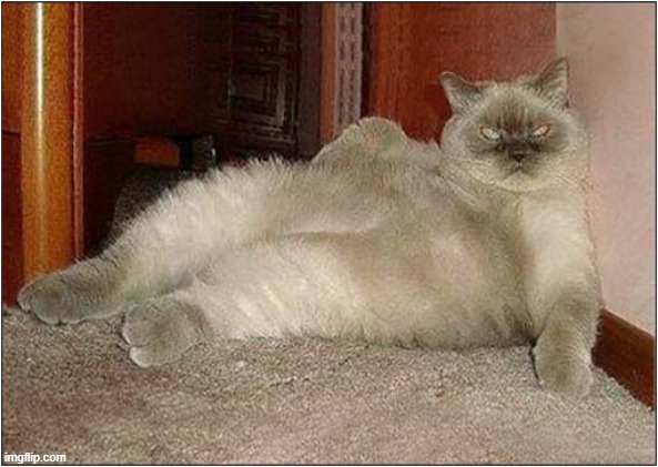 How Exactly Were You Going To Draw Me ? | image tagged in cats,posing,draw me like one of your french girls | made w/ Imgflip meme maker