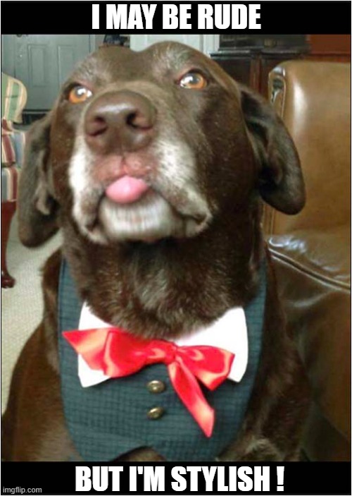 He Doesn't Care ! | I MAY BE RUDE; BUT I'M STYLISH ! | image tagged in dogs,labrador,rude,stylish | made w/ Imgflip meme maker