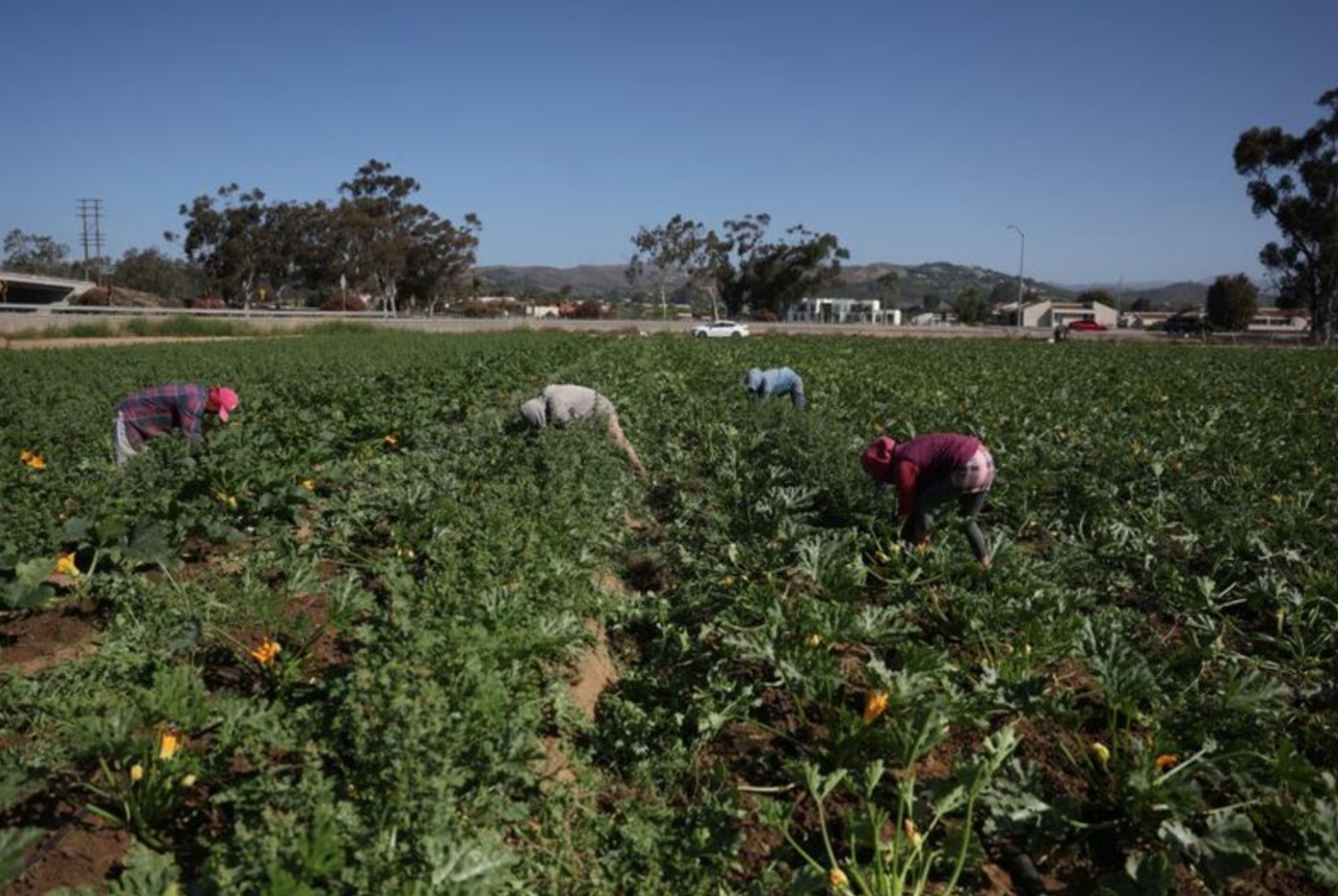 who will pick our crops Blank Meme Template