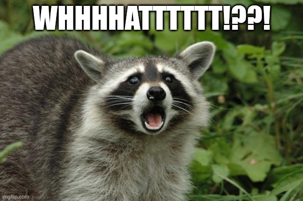 WHHHHATTTTTT!??! | image tagged in surpised raccoon | made w/ Imgflip meme maker