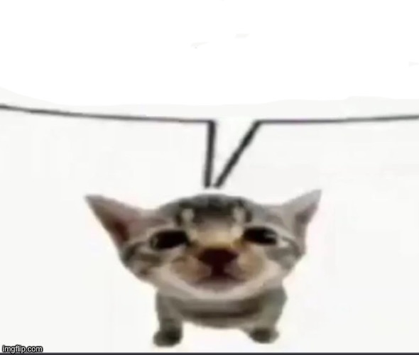 el gatito speech bubble Blank Meme Template