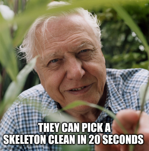Sir David Attenborough | THEY CAN PICK A SKELETON CLEAN IN 20 SECONDS | image tagged in sir david attenborough | made w/ Imgflip meme maker