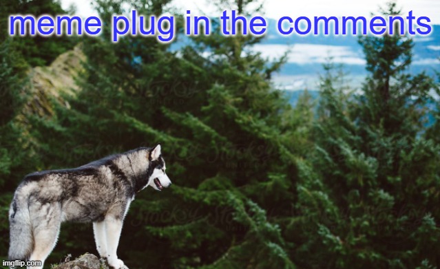 I will upvote every comment on the meme | meme plug in the comments | image tagged in husky | made w/ Imgflip meme maker