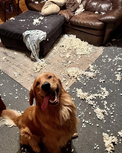 smiling dog Blank Meme Template