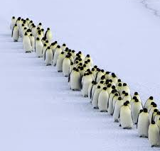 March of the Penguins Blank Meme Template