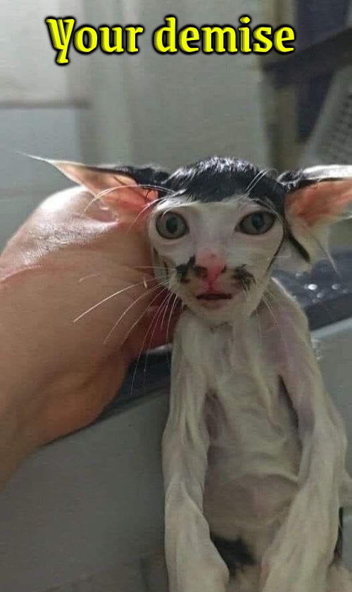 Your Demise | Your demise | image tagged in funny cats,cats,your demise,die,i'll kill you,angry wet cat | made w/ Imgflip meme maker