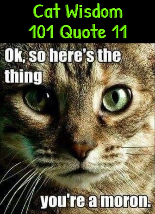 You're A Moron | Cat Wisdom 101 Quote 11 | image tagged in cats,funny cats,morons,words of wisdom,life lessons,funny memes | made w/ Imgflip meme maker