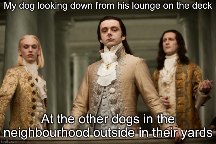 Superior doge | My dog looking down from his lounge on the deck; At the other dogs in the neighbourhood outside in their yards | image tagged in twilight aro,dog,signature look of superiority,superior royalty,peasant | made w/ Imgflip meme maker