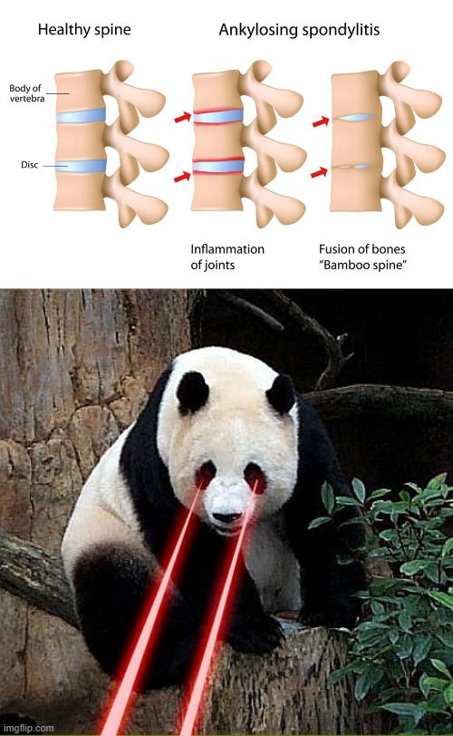 looks delicious | image tagged in bamboo,panda,stupid memes,funny | made w/ Imgflip meme maker