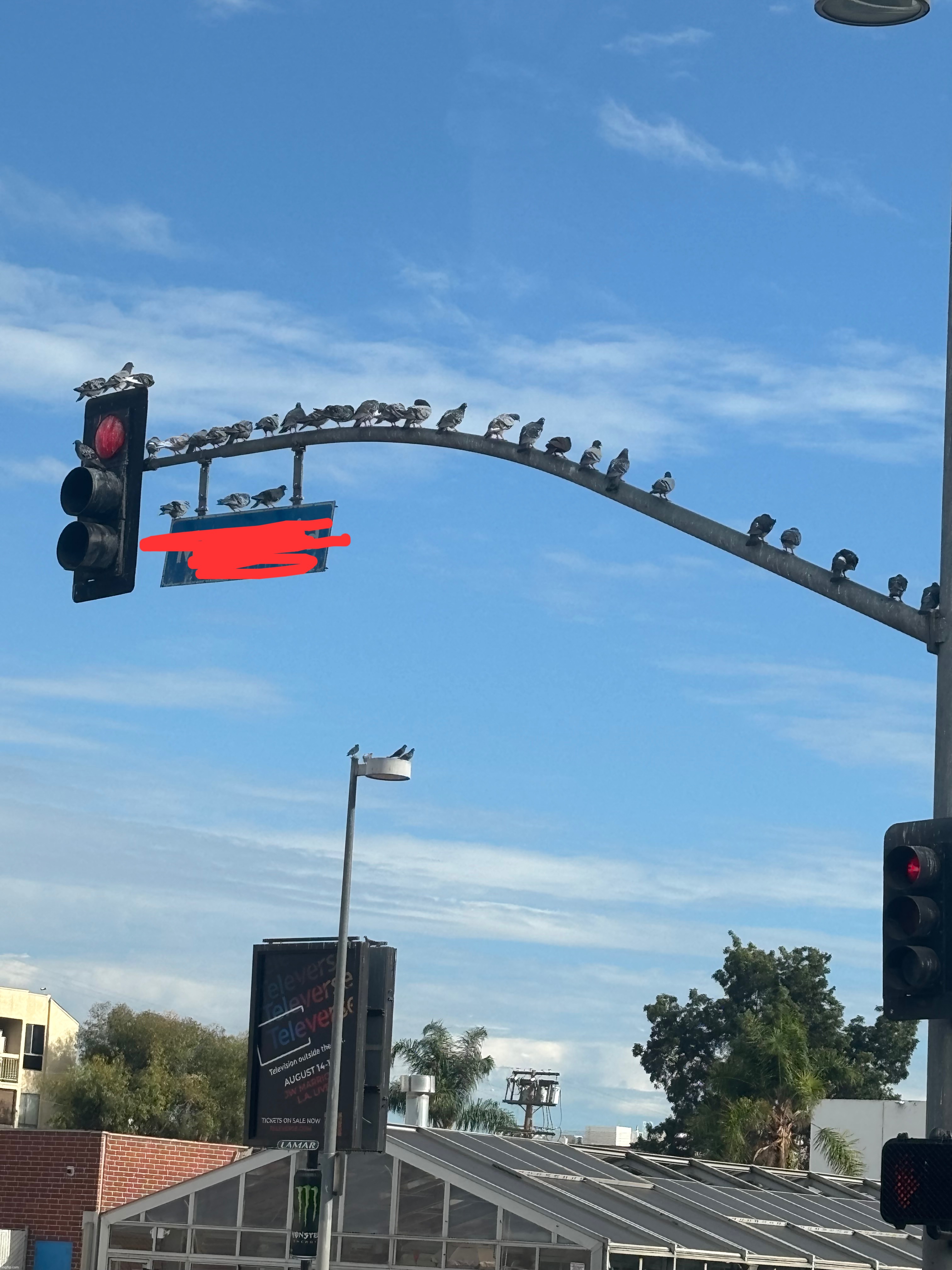WHY ARE THERE SO MANY BIRDS OH MY GOD | made w/ Imgflip meme maker