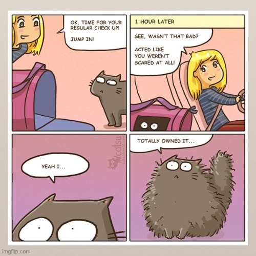 Dita comes home from the vet… | image tagged in cats,comics,catsu,vet trip,not scared,fuzzball | made w/ Imgflip meme maker