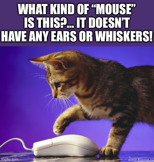 It does have a tail, at least… | WHAT KIND OF “MOUSE” IS THIS?… IT DOESN’T HAVE ANY EARS OR WHISKERS! | image tagged in cats,mouse,no ears,no whiskers | made w/ Imgflip meme maker