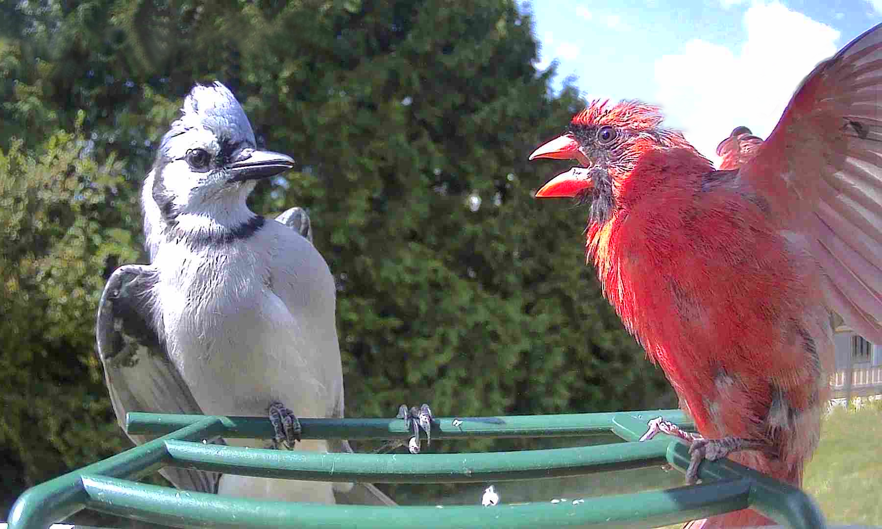Red Bird vs Blue Bird Blank Meme Template