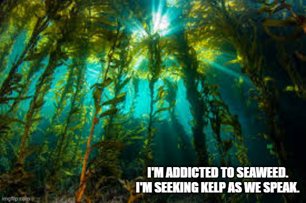 I'm addicted to seaweed. I'm seeking kelp as we speak. | I'M ADDICTED TO SEAWEED. I'M SEEKING KELP AS WE SPEAK. | image tagged in funny,play on words,addiction,humor,funny meme | made w/ Imgflip meme maker