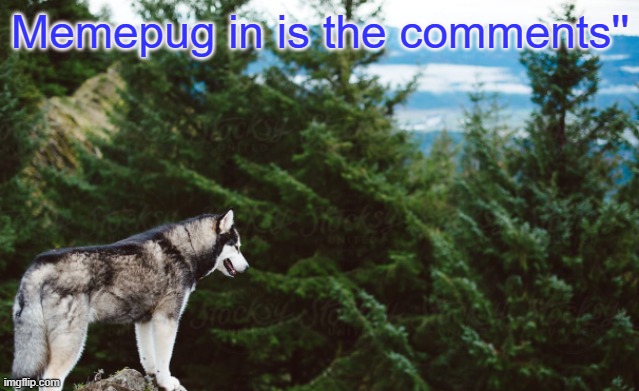 My spell'ing is grayt | Memepug in is the comments'' | image tagged in husky | made w/ Imgflip meme maker