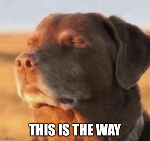 Chill Dog | THIS IS THE WAY | image tagged in chill dog | made w/ Imgflip meme maker
