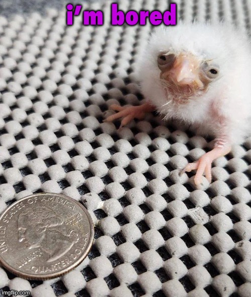 birb | i’m bored | image tagged in birb | made w/ Imgflip meme maker