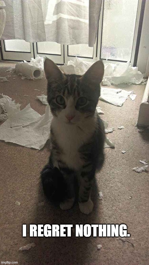 I REGRET NOTHING. | image tagged in toilet paper cat | made w/ Imgflip meme maker