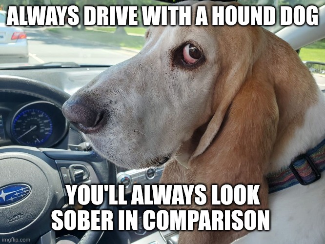 Drive with hound | ALWAYS DRIVE WITH A HOUND DOG; YOU'LL ALWAYS LOOK SOBER IN COMPARISON | image tagged in bassett hound side-eye,driver,dogs,sober,dui | made w/ Imgflip meme maker
