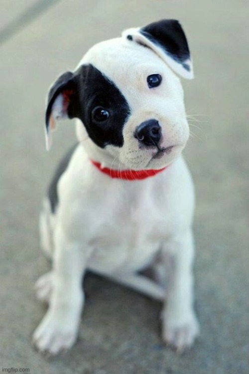Cute Puppy Eye Patch | image tagged in cute puppy eye patch | made w/ Imgflip meme maker