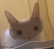 Flat cat | image tagged in gifs,cat | made w/ Imgflip images-to-gif maker