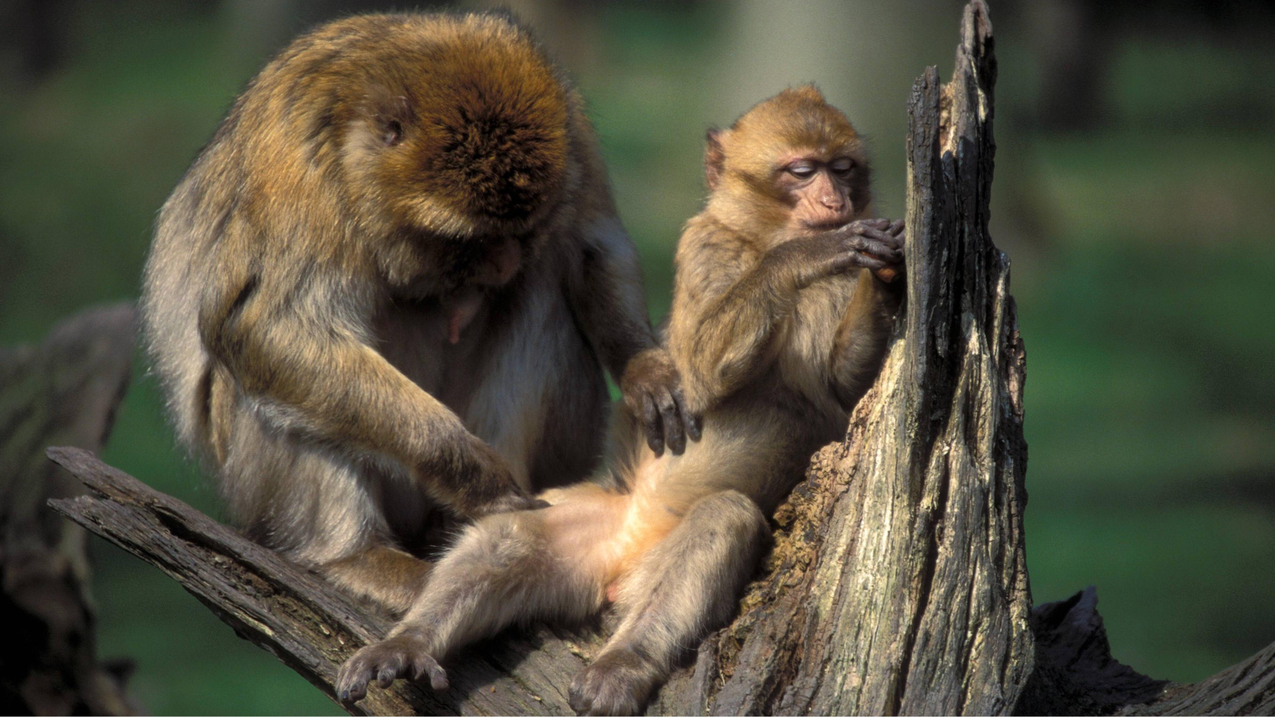 Monkeys grooming Blank Meme Template
