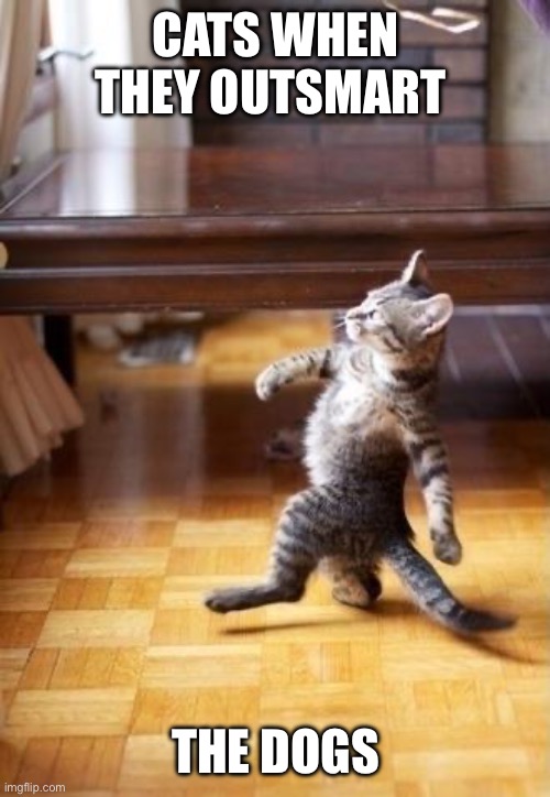 Cool Cat Stroll | CATS WHEN THEY OUTSMART; THE DOGS | image tagged in memes,cool cat stroll | made w/ Imgflip meme maker