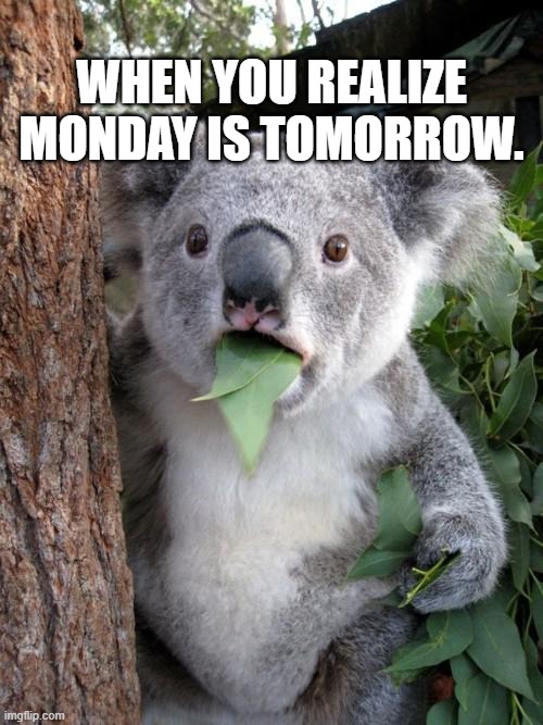 Surprised Koala | WHEN YOU REALIZE MONDAY IS TOMORROW. | image tagged in memes,surprised koala | made w/ Imgflip meme maker