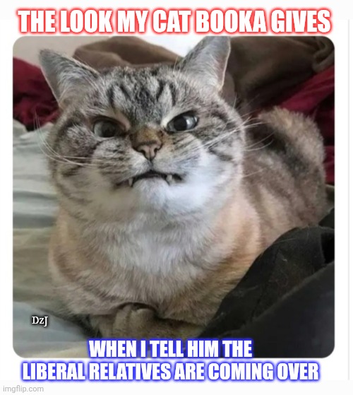 THE LOOK MY CAT BOOKA GIVES; WHEN I TELL HIM THE LIBERAL RELATIVES ARE COMING OVER; DzJ | image tagged in kitty,the more you know,judgemental | made w/ Imgflip meme maker