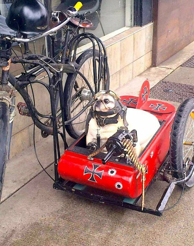 pug red baron Blank Meme Template